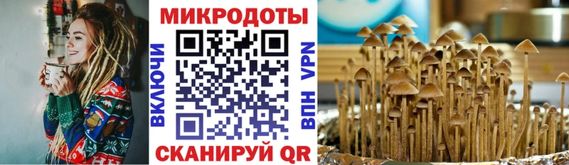 shop Telegram  Кодинск  Псилоцибиновые грибы Psilocybine cubensis 